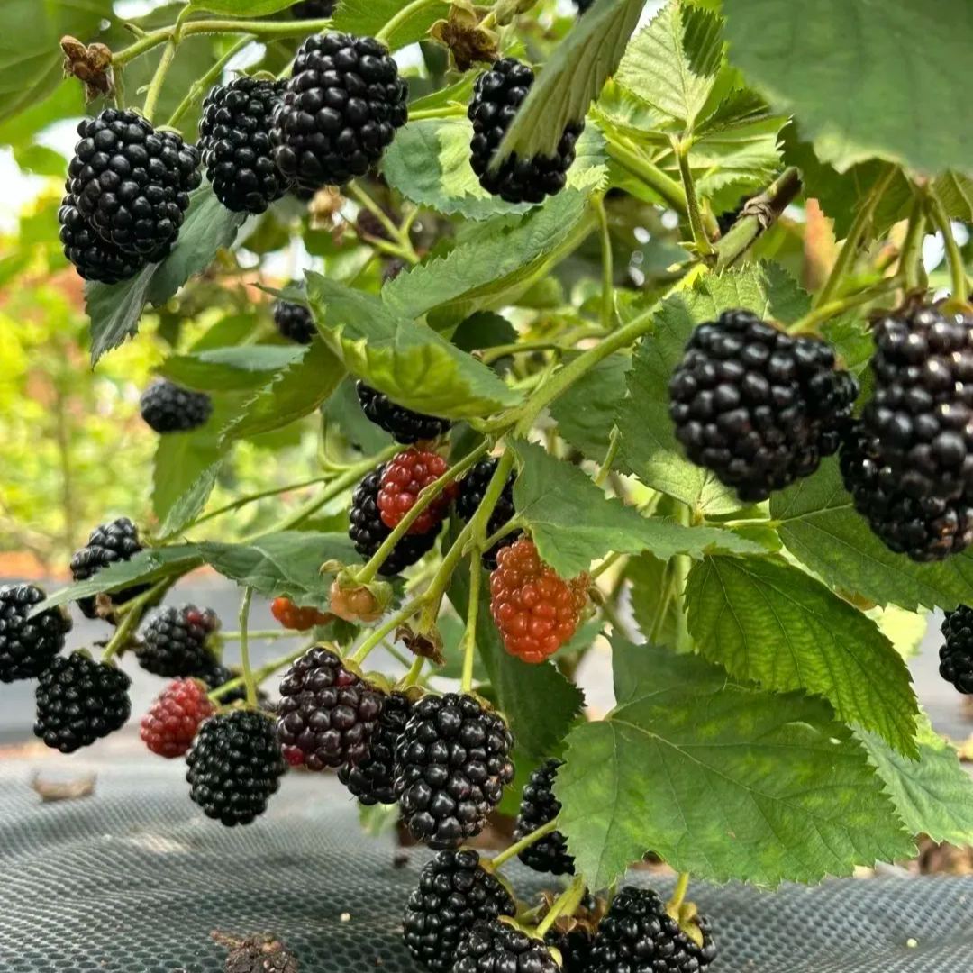 Four-Season Giant Blackberry Seeds
