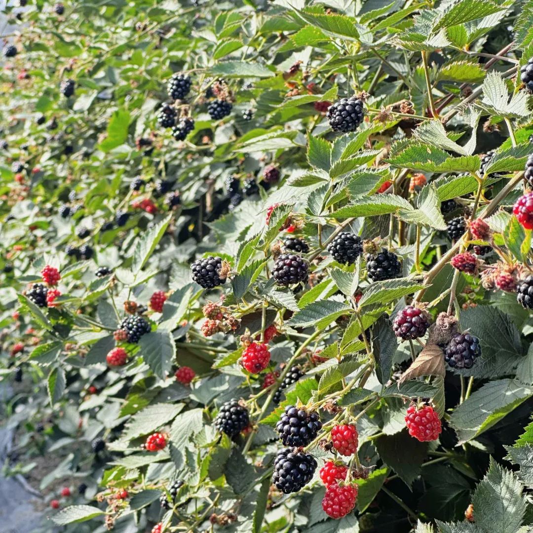 Four-Season Giant Blackberry Seeds