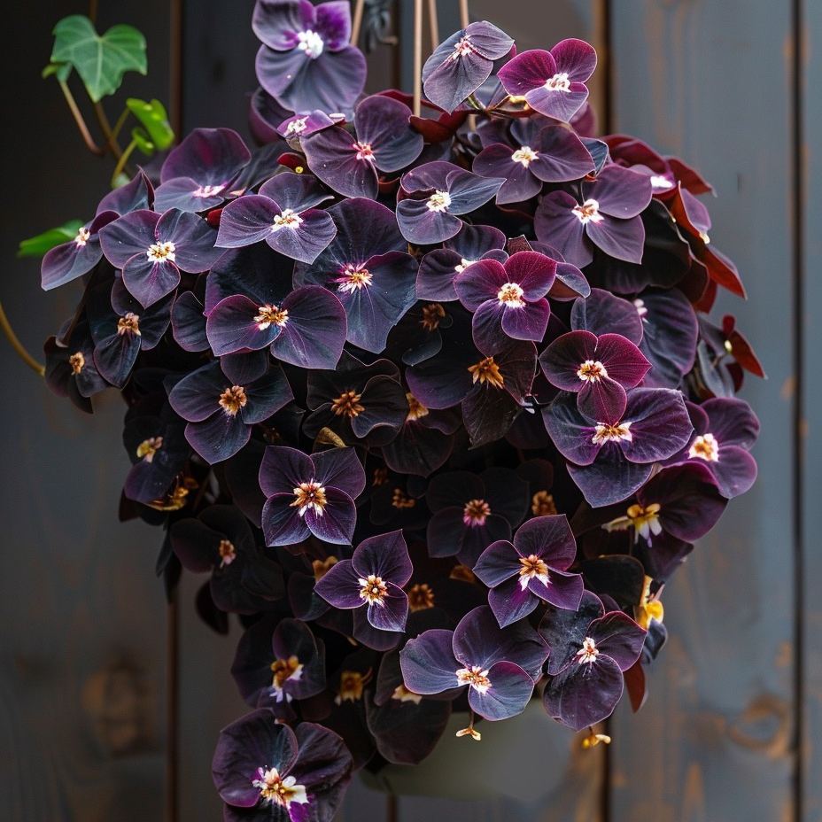 Oxalis Bulbs - Purple Lucky Clover Plant