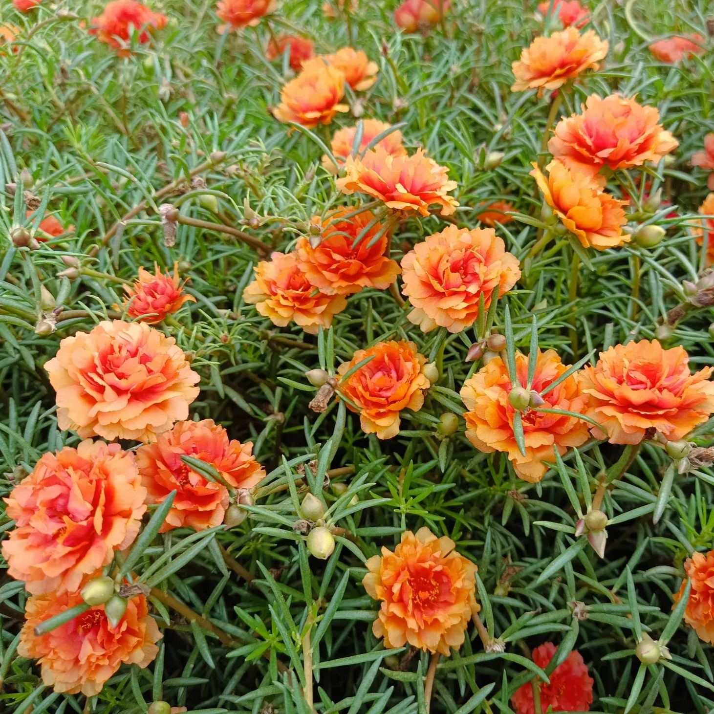 🌼5000+ Four Season Mixed Moss Rose Seeds