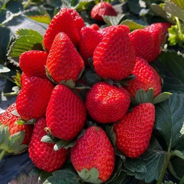 Giant Strawberry Seeds