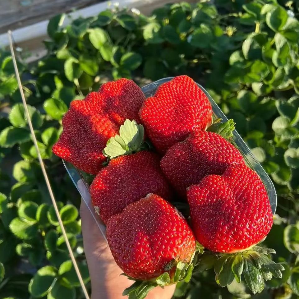 Giant Strawberry Seeds
