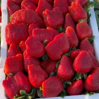 Giant Strawberry Seeds
