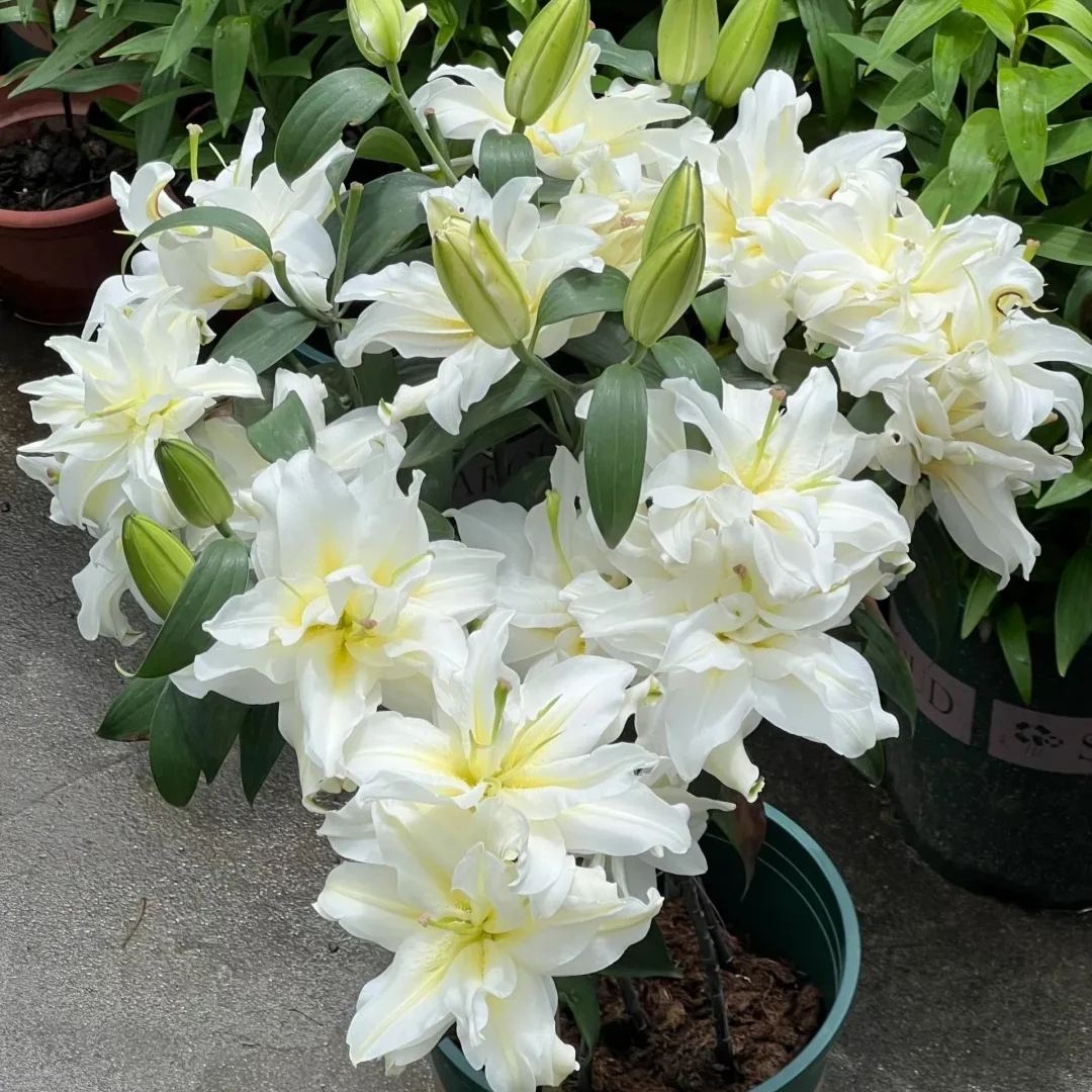 Rare Double Lily Perfume Bulbs