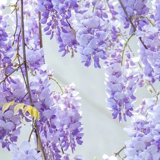 💜Semi di glicine viola🚀Bestseller🚨50% di sconto