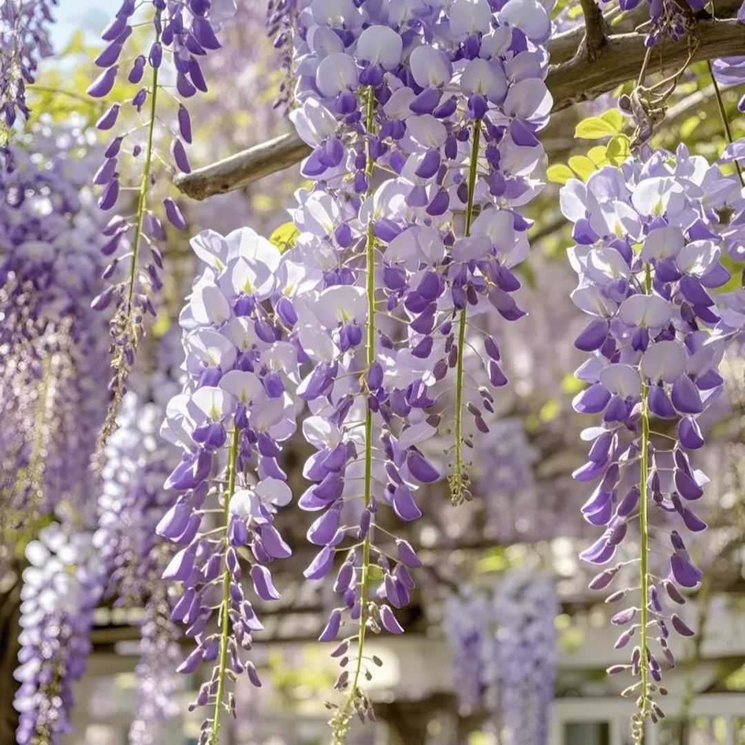 💜Semi di glicine viola🚀Bestseller🚨50% di sconto