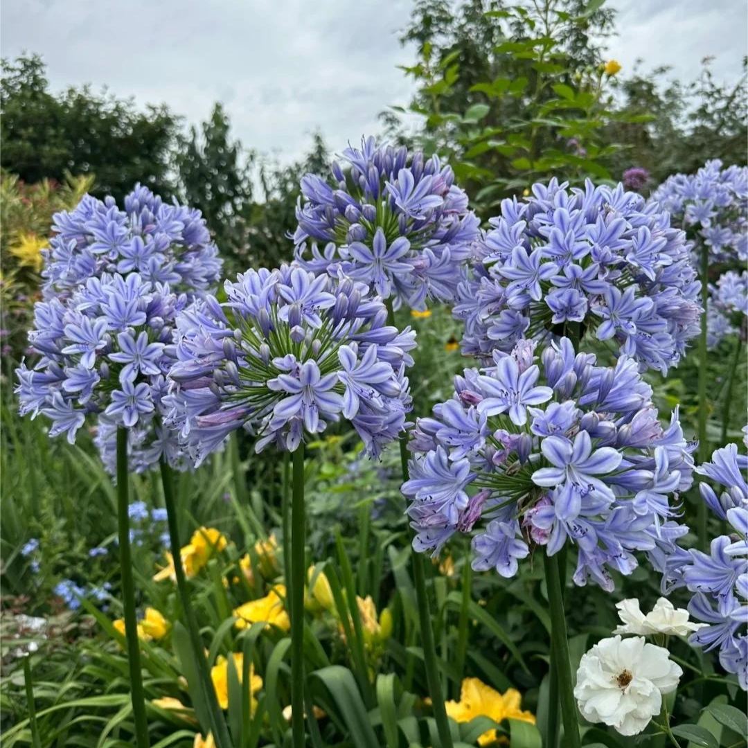 Garden Fairy Agapanthus