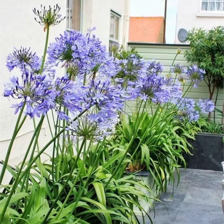 Garden Fairy Agapanthus