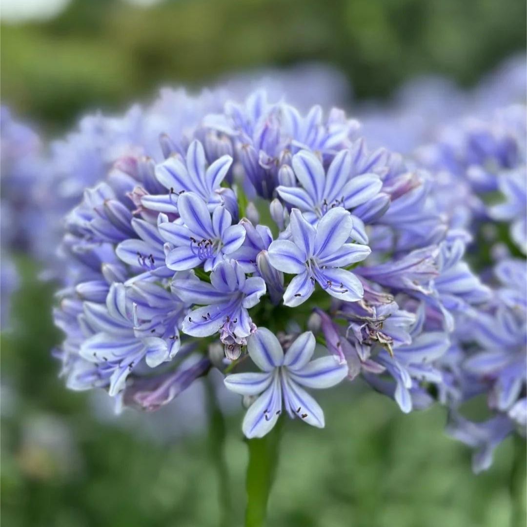 Garden Fairy Agapanthus