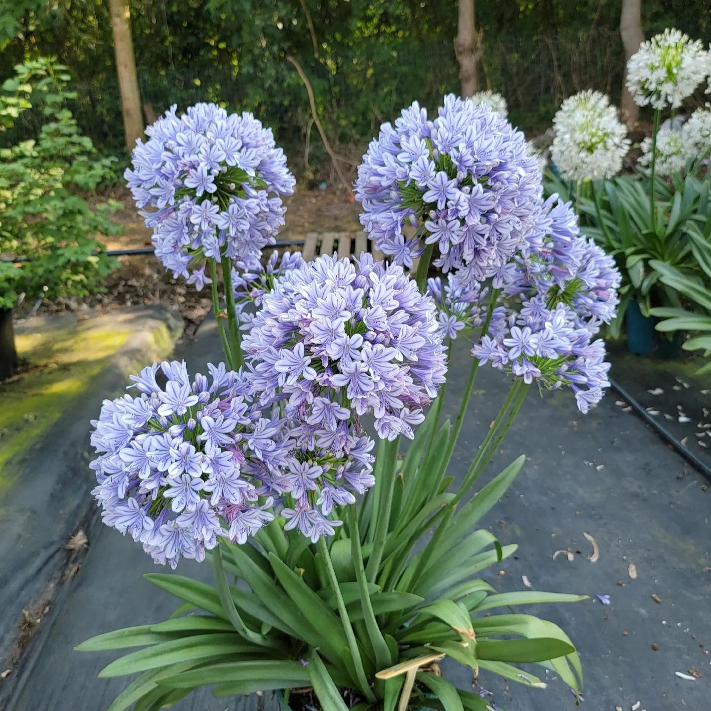 Garden Fairy Agapanthus