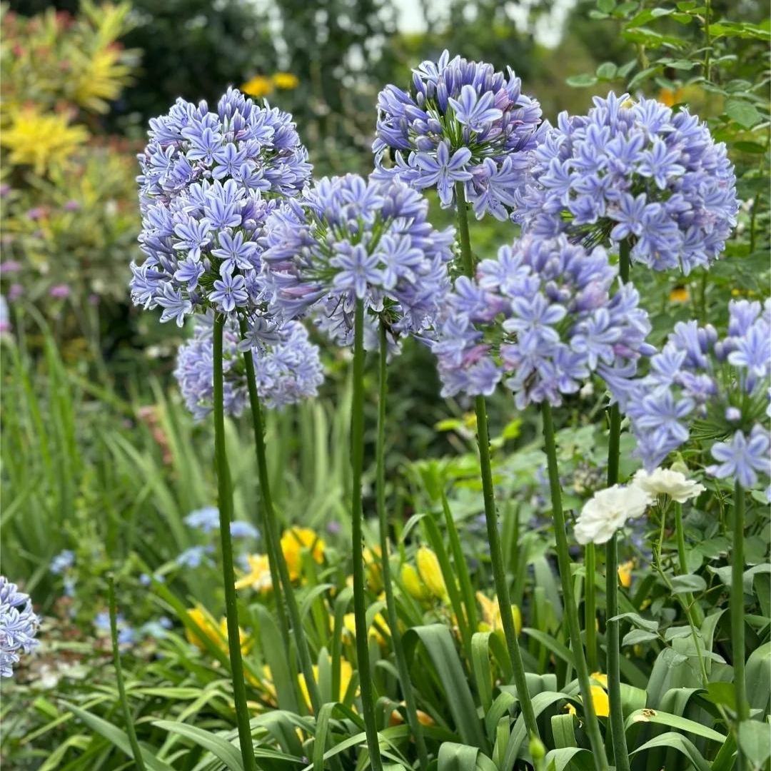 Garden Fairy Agapanthus