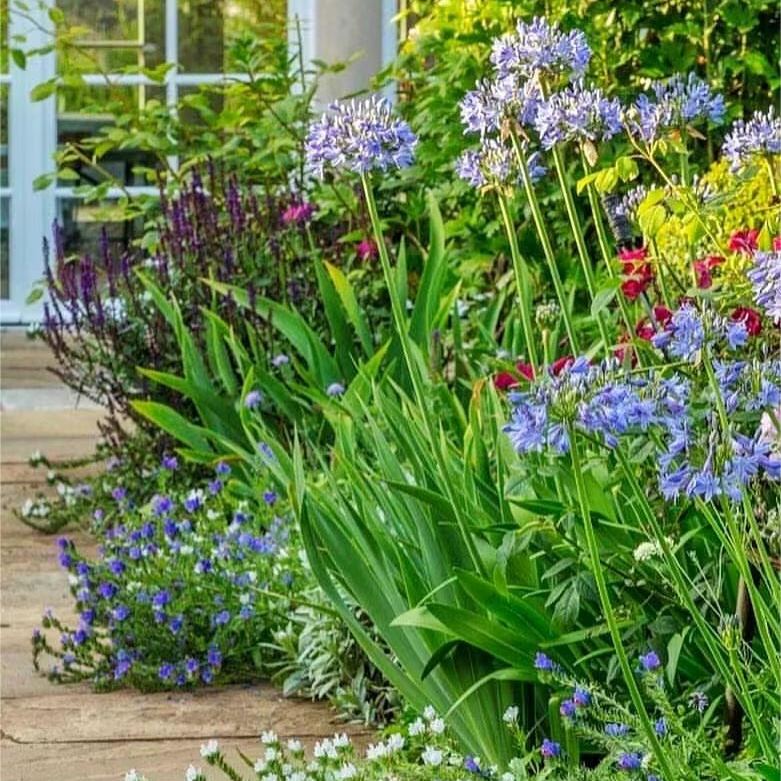 Garden Fairy Agapanthus