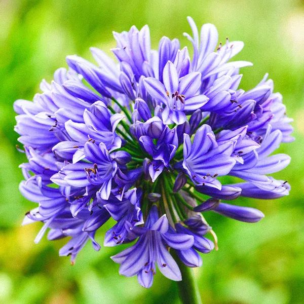 Garden Fairy Agapanthus