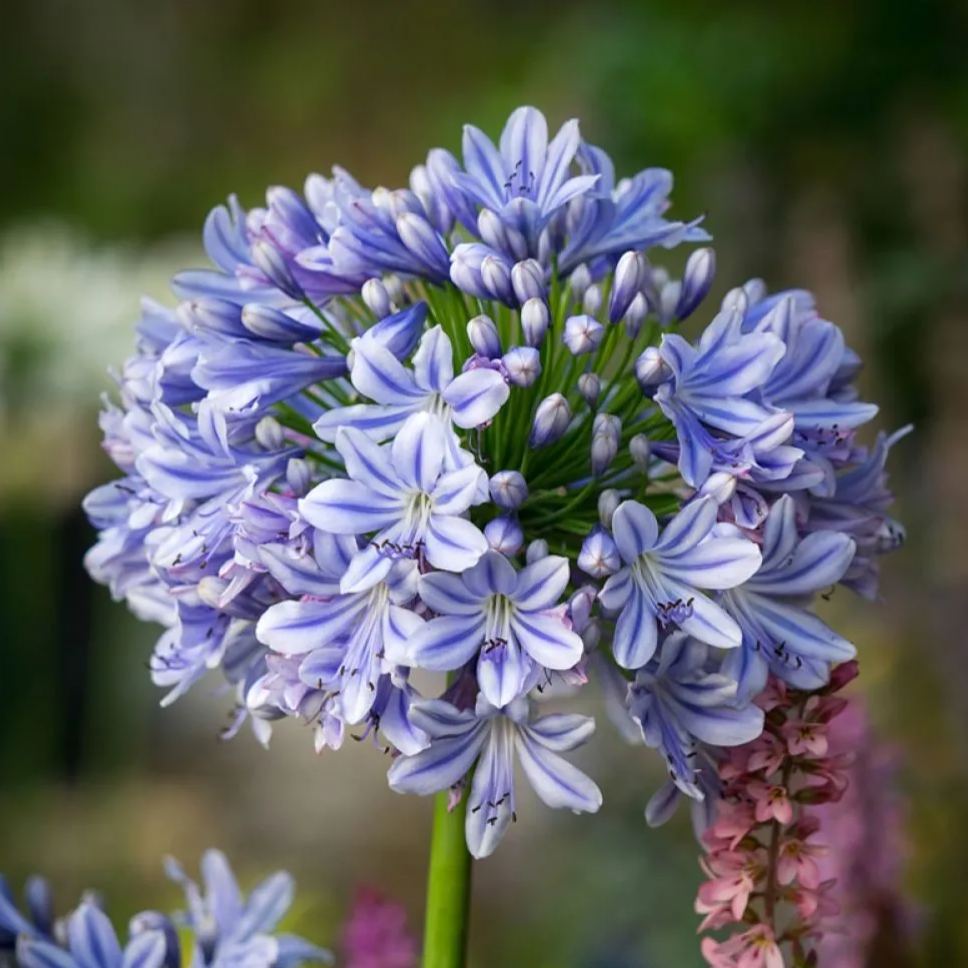 Garden Fairy Agapanthus