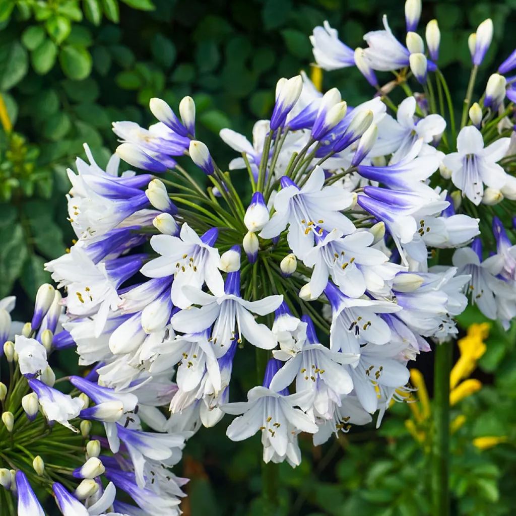 Garden Fairy Agapanthus