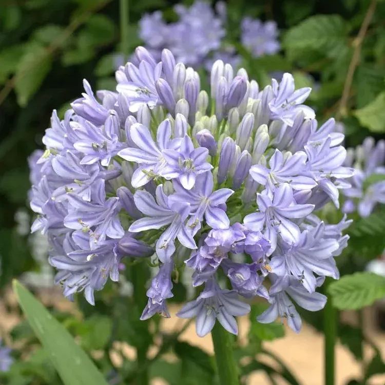 Garden Fairy Agapanthus
