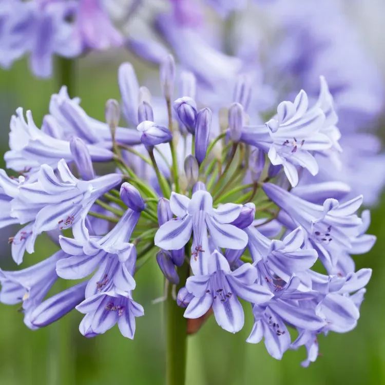 Garden Fairy Agapanthus