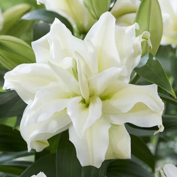 Rare Double Lily Perfume Bulbs