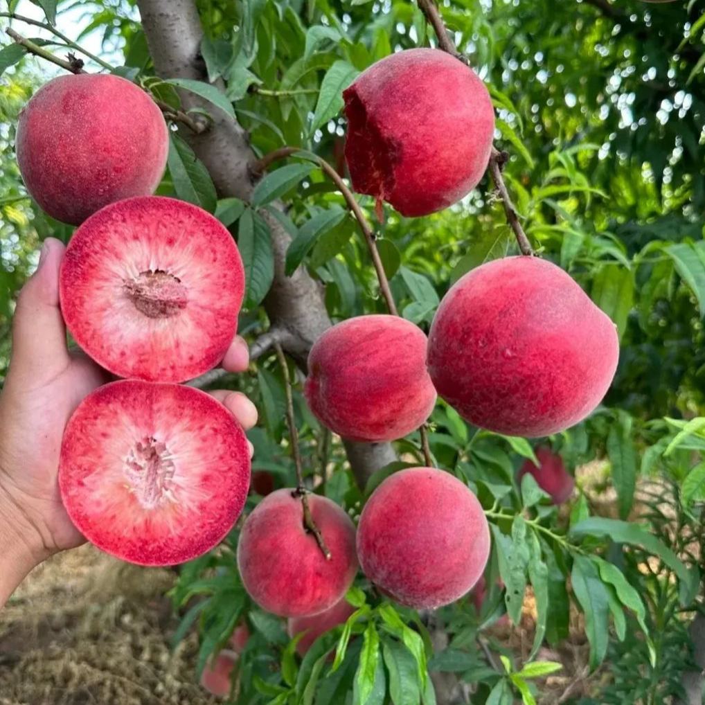 🍑Indian Blood Peach Seeds