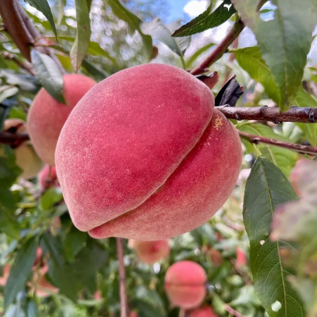 🍑Indian Blood Peach Seeds