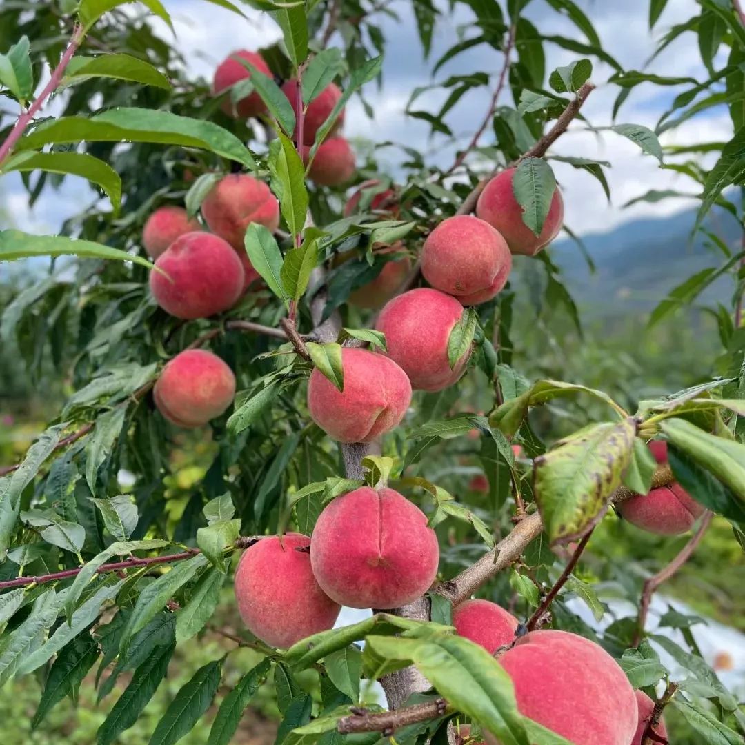 🍑Indian Blood Peach Seeds