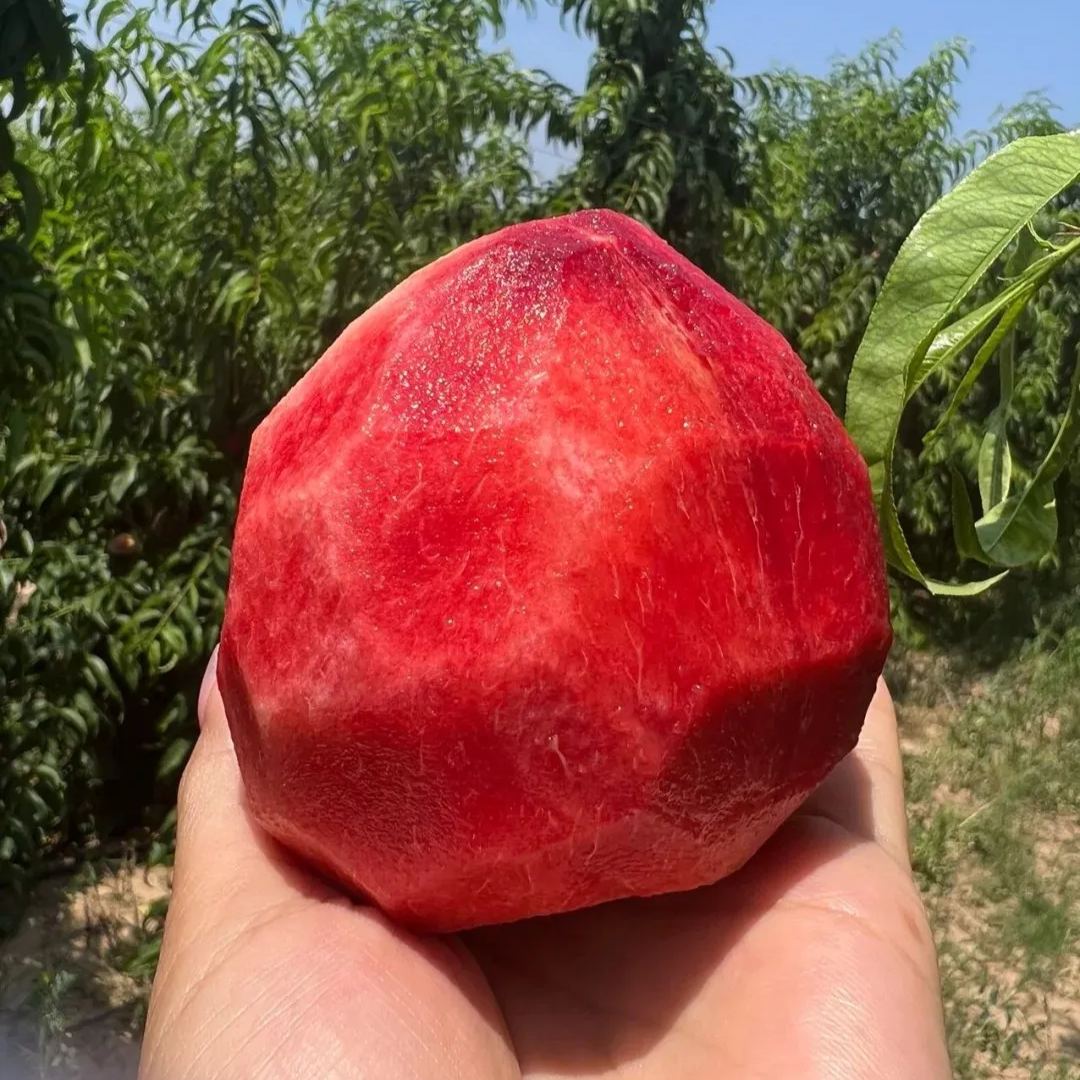 🍑Indian Blood Peach Seeds