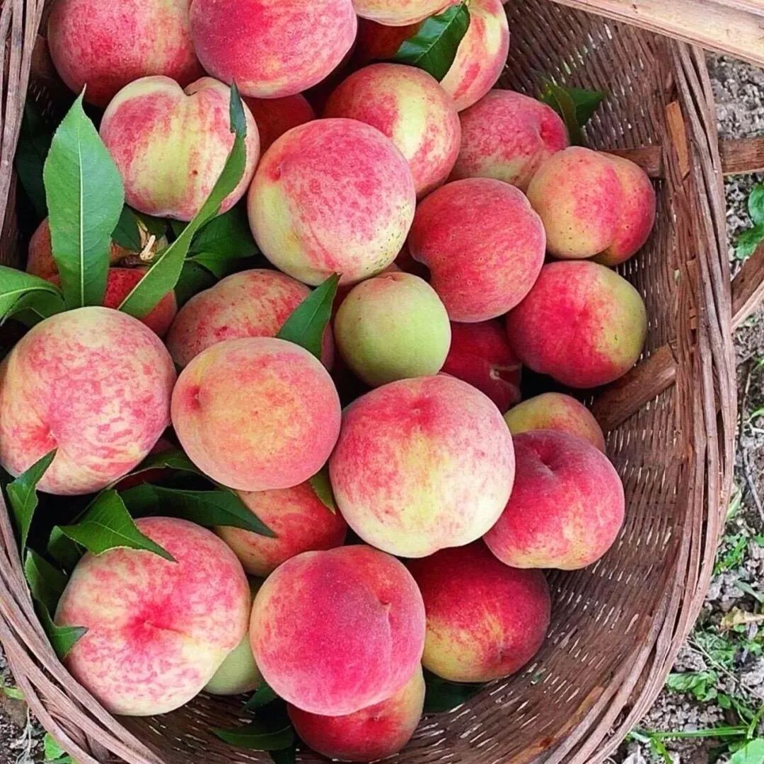 🍑Indian Blood Peach Seeds