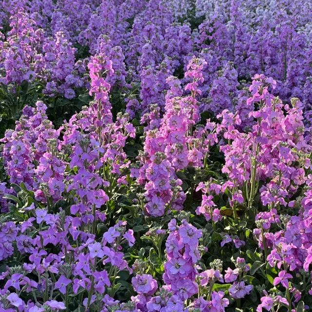 Cut Flower Stock Seeds, Cut Violet Seeds