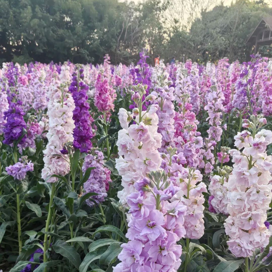 Cut Flower Stock Seeds, Cut Violet Seeds