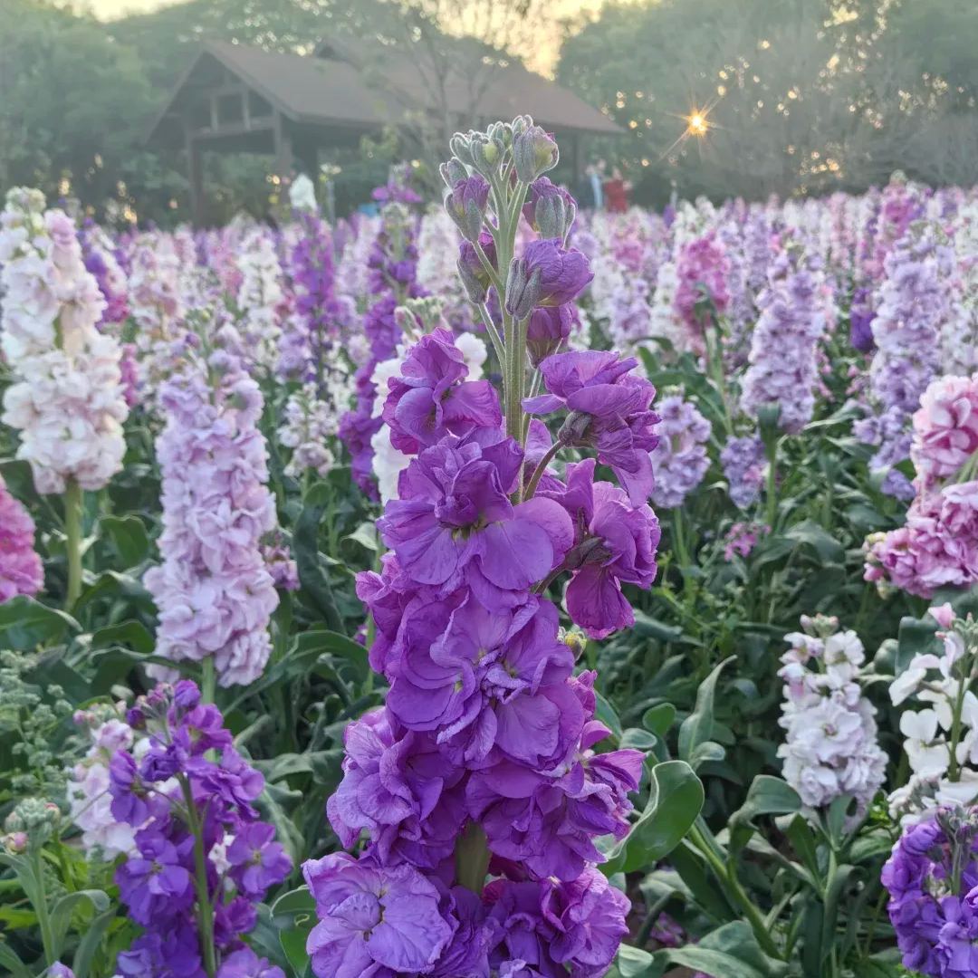 Cut Flower Stock Seeds, Cut Violet Seeds