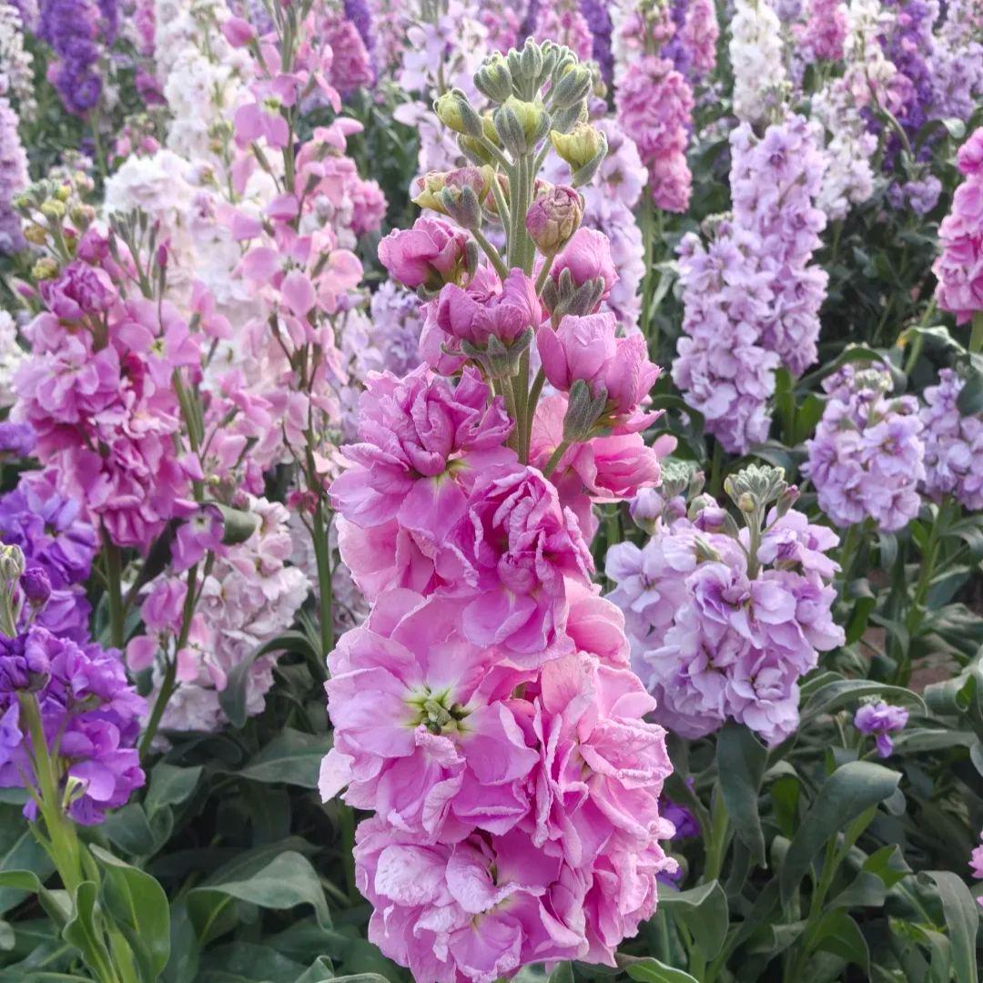 Cut Flower Stock Seeds, Cut Violet Seeds