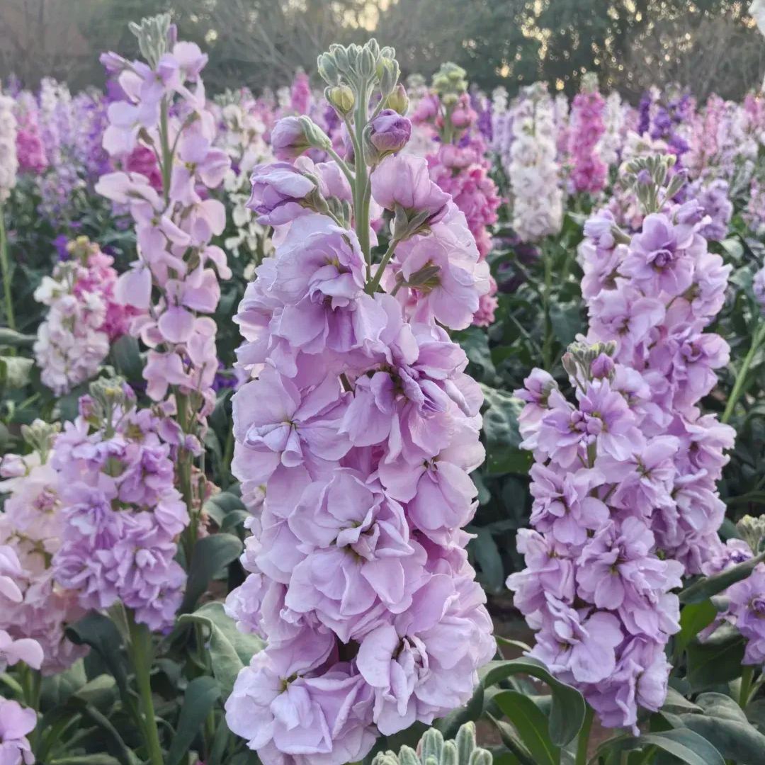 Cut Flower Stock Seeds, Cut Violet Seeds