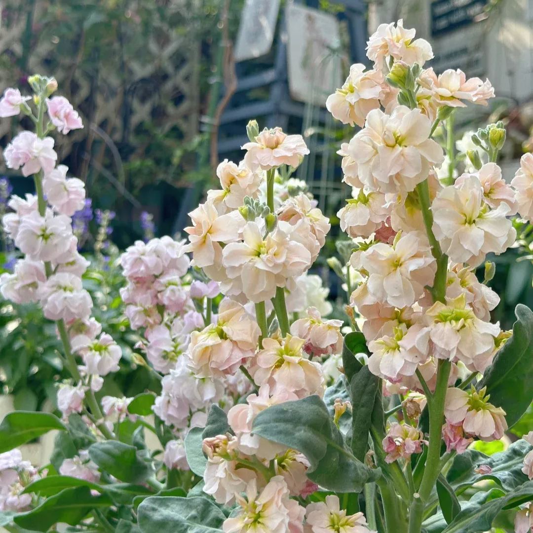 Cut Flower Stock Seeds, Cut Violet Seeds