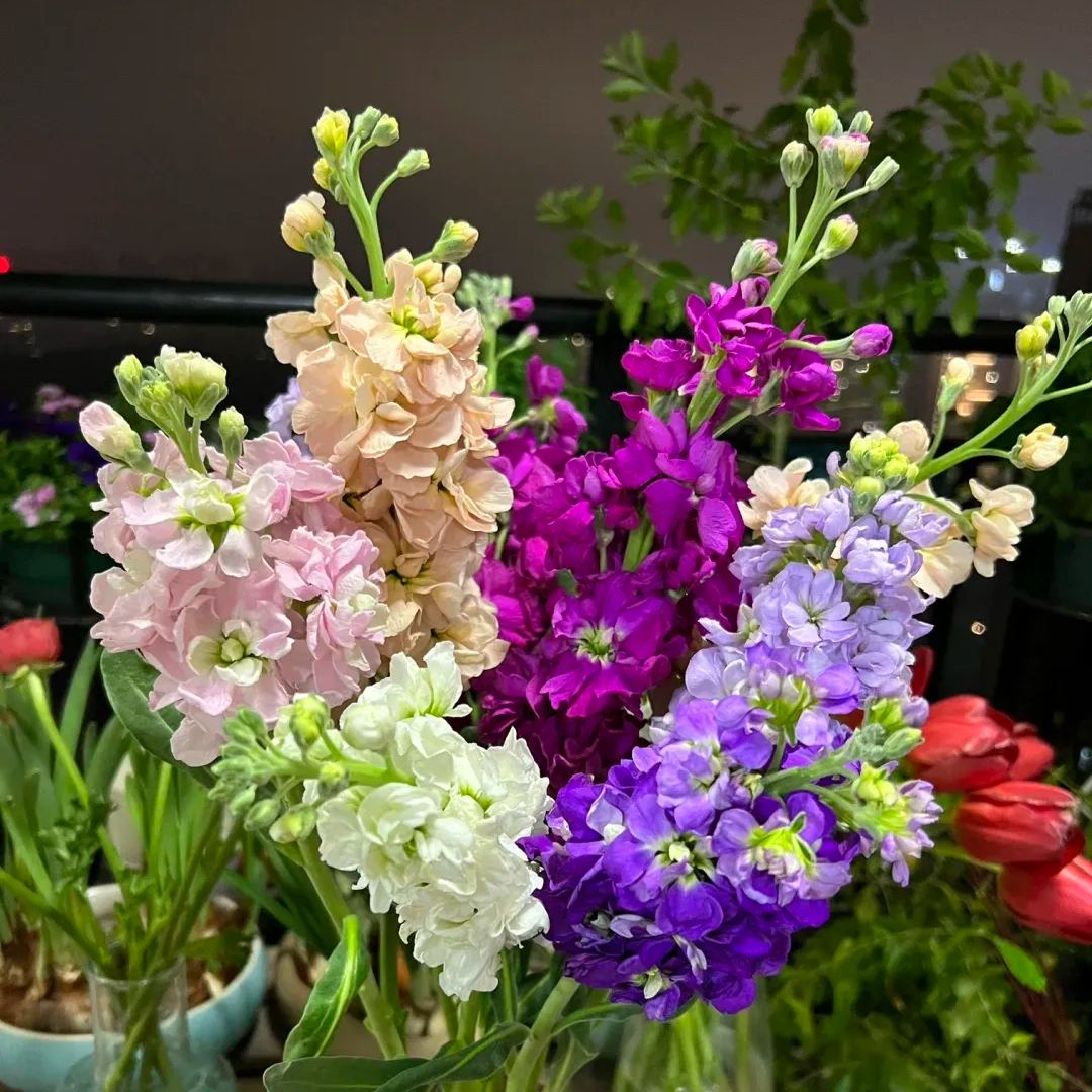 Cut Flower Stock Seeds, Cut Violet Seeds
