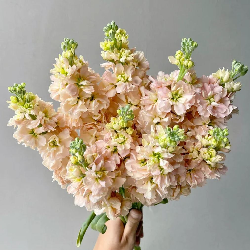 Cut Flower Stock Seeds, Cut Violet Seeds