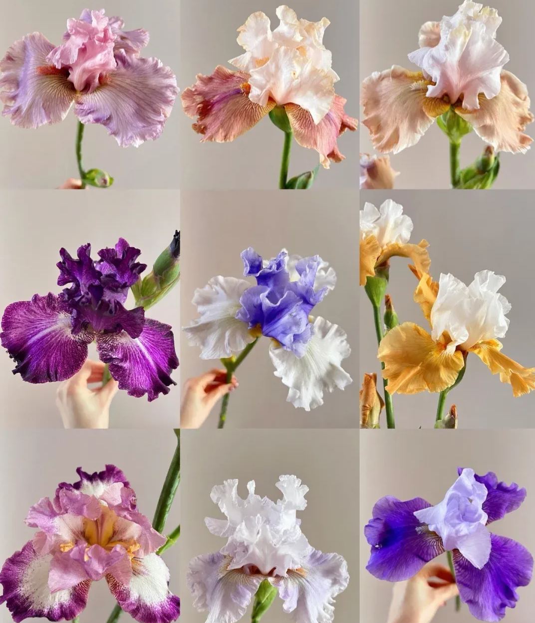 🔥Verschiedene Iris, Erbstück-Iris🌱Blumenzwiebeln Pflanzen