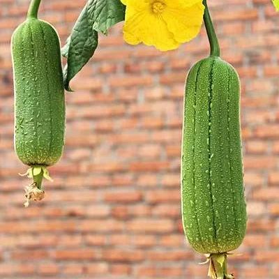 Loofah Seeds, Luffa aegyptica Seeds