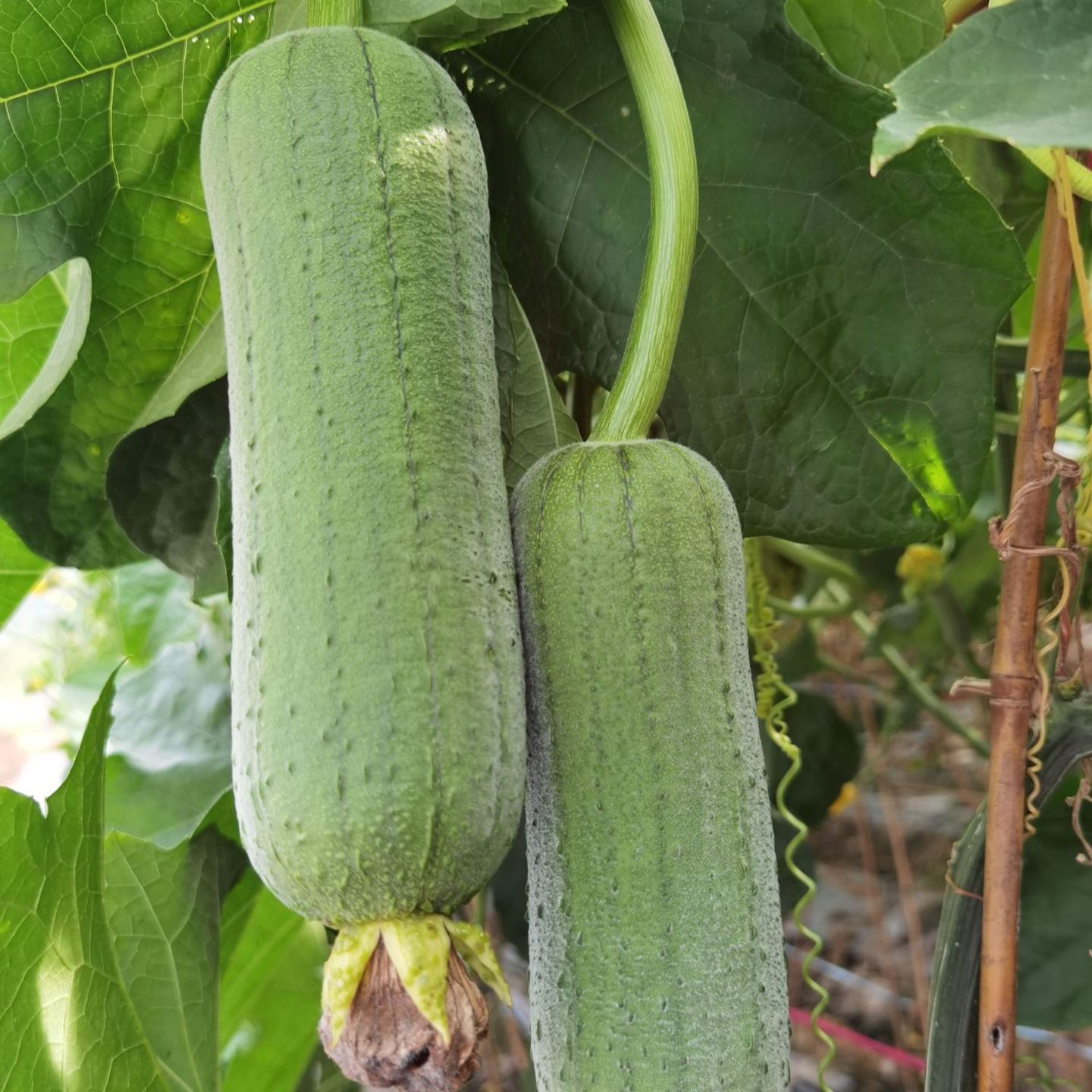 Loofah Seeds, Luffa aegyptica Seeds