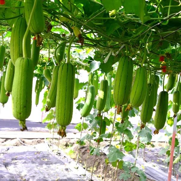 Loofah Seeds, Luffa aegyptica Seeds