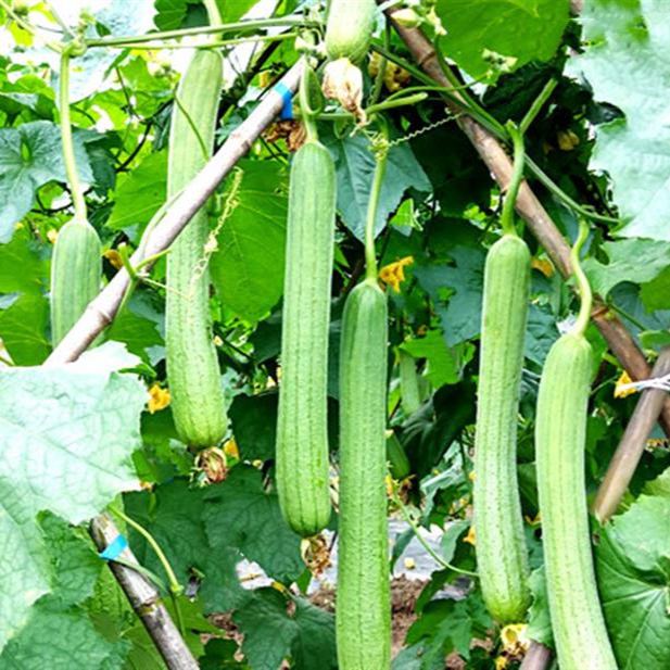 Loofah Seeds, Luffa aegyptica Seeds