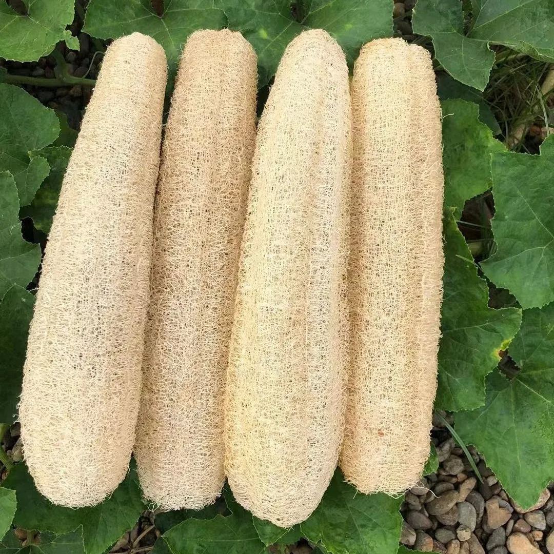 Loofah Seeds, Luffa aegyptica Seeds