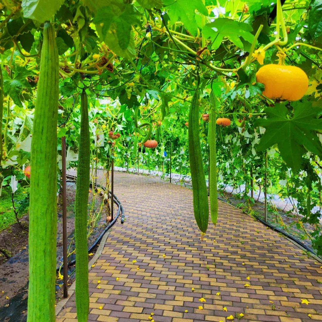 Loofah Seeds, Luffa aegyptica Seeds