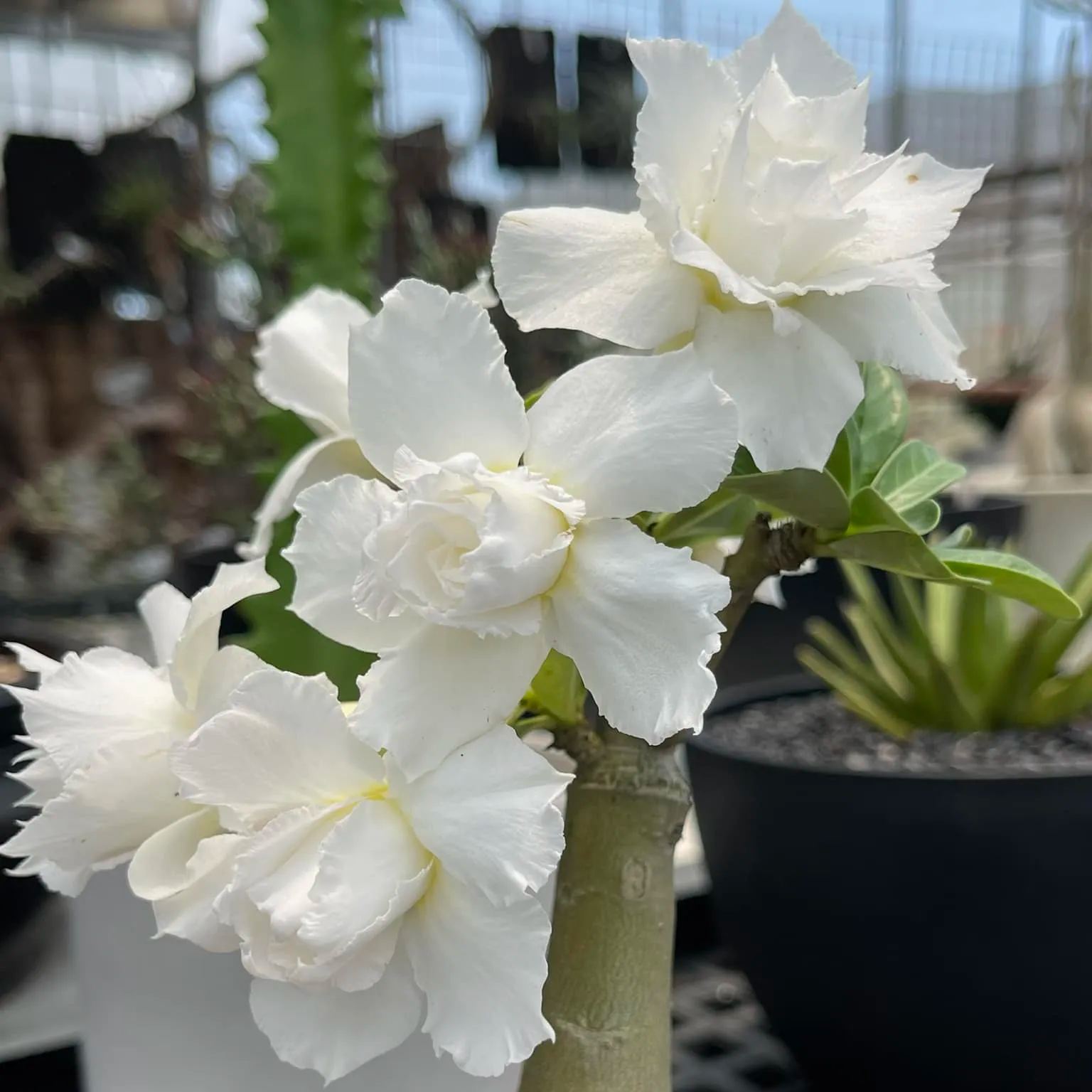 🏜️Desert Rose Seeds: Experience the Beauty of the Desert.