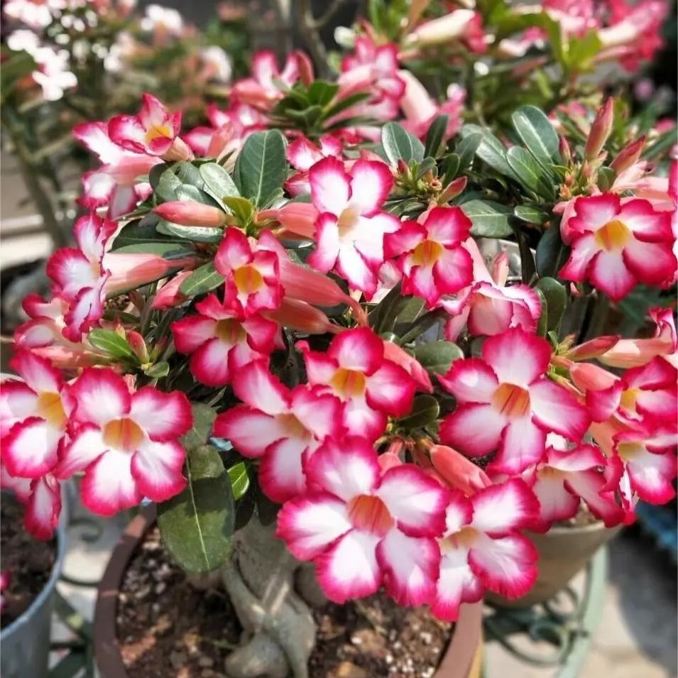 🏜️Desert Rose Seeds: Experience the Beauty of the Desert.