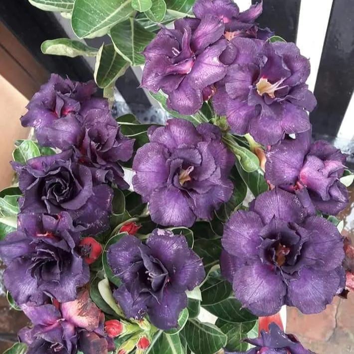 🏜️Desert Rose Seeds: Experience the Beauty of the Desert.