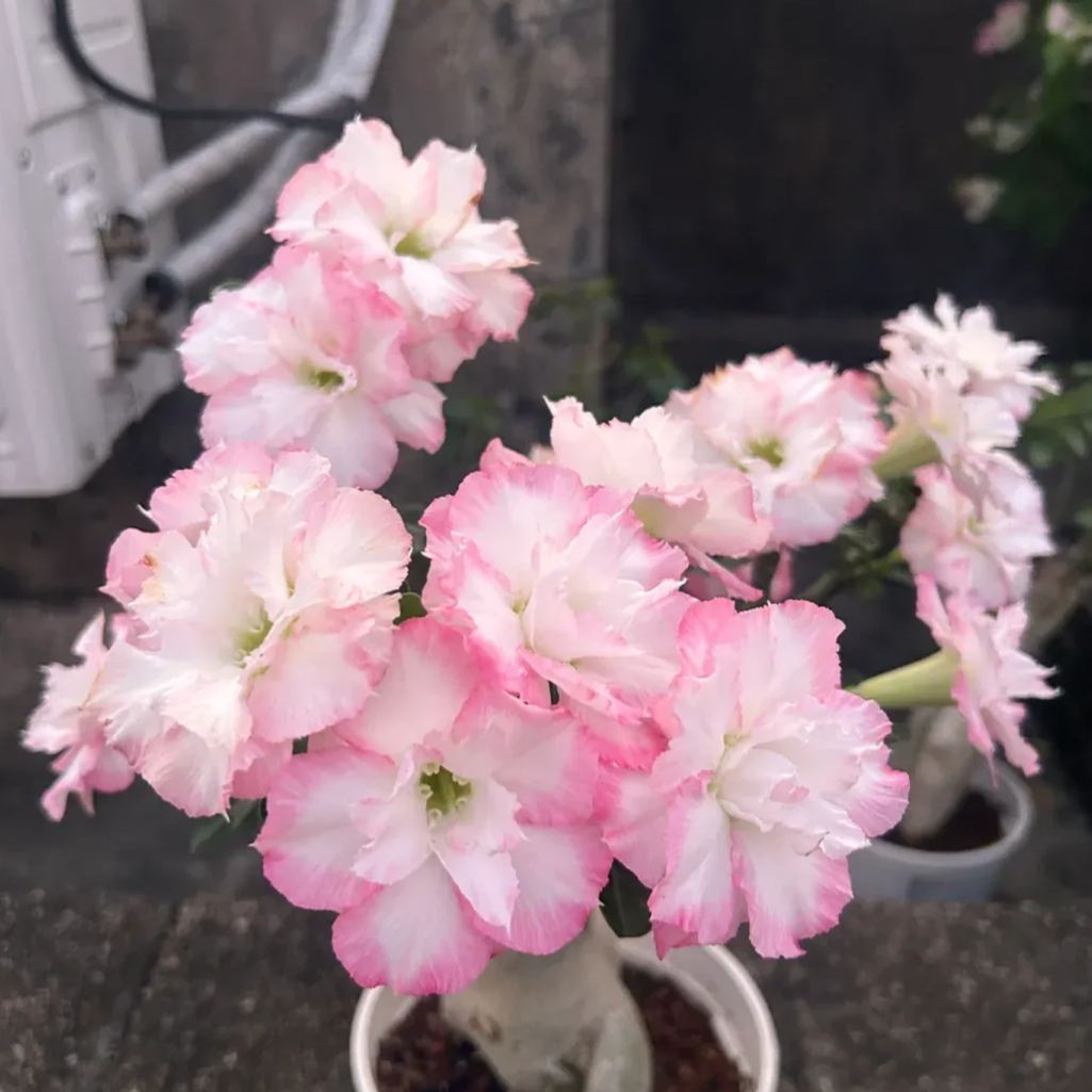 🏜️Desert Rose Seeds: Experience the Beauty of the Desert.