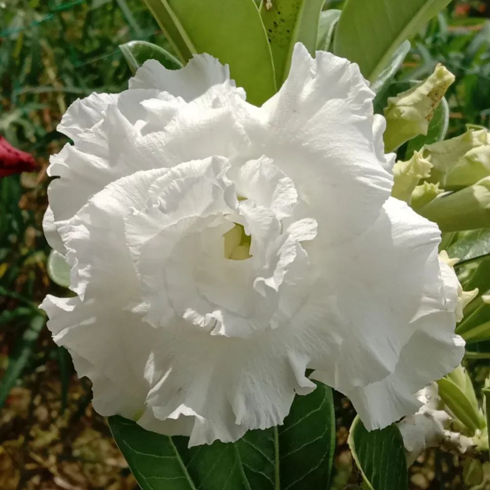 🏜️Desert Rose Seeds: Experience the Beauty of the Desert.