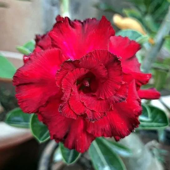 🏜️Desert Rose Seeds: Experience the Beauty of the Desert.
