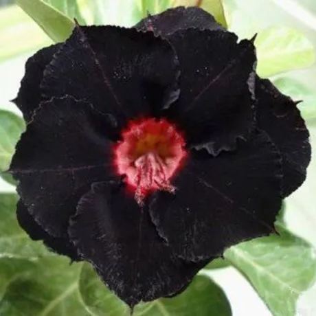 🏜️Desert Rose Seeds: Experience the Beauty of the Desert.