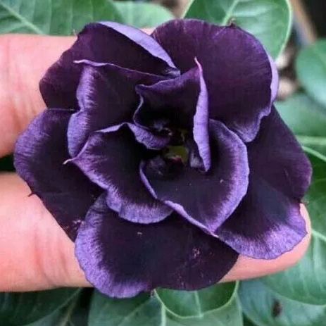 🏜️Desert Rose Seeds: Experience the Beauty of the Desert.